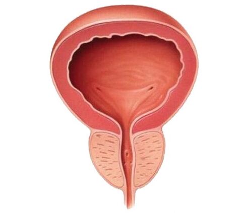 Próstata saludable después de tomar Urosaf