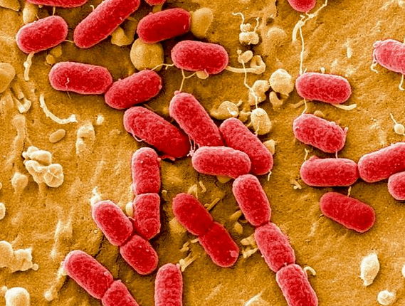 Viruze causando prostatitis